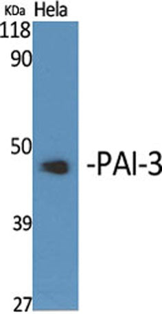 PAI-3 rabbit pAb