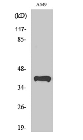 Peroxin 14 rabbit pAb