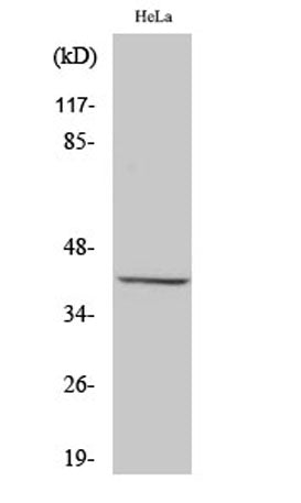 Peroxin 3 rabbit pAb