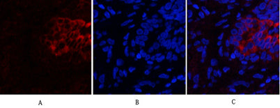PI 3-kinase p85α/γ rabbit pAb