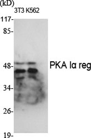 PKA Iα reg rabbit pAb