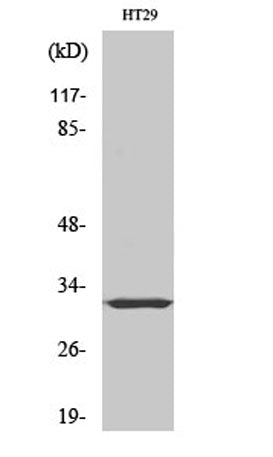 PMEPA1 rabbit pAb