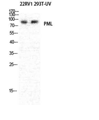 PML rabbit pAb