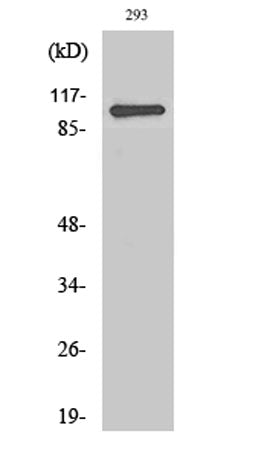 RoXaN rabbit pAb