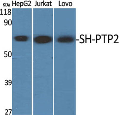 SH-PTP2 rabbit pAb