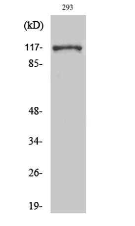 Snrp116 rabbit pAb