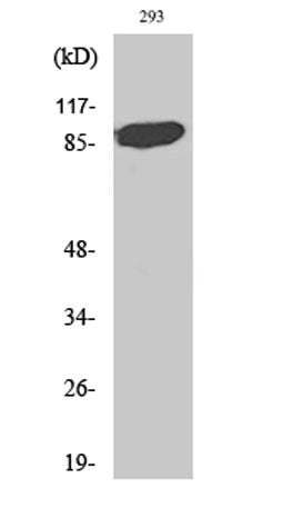 Stat5a rabbit pAb