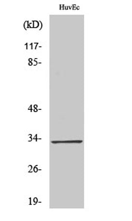 Tra-2α rabbit pAb