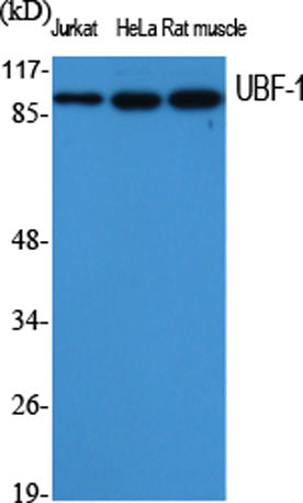 UBF-1 rabbit pAb