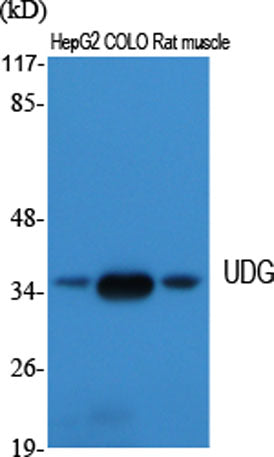 UDG rabbit pAb