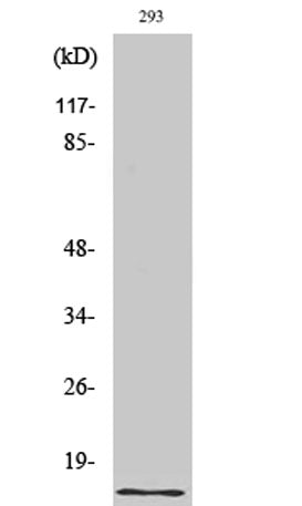 Urotensin II rabbit pAb
