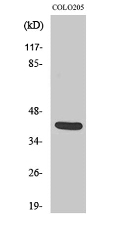 Vasohibin rabbit pAb