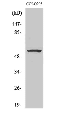 ZNF682 rabbit pAb