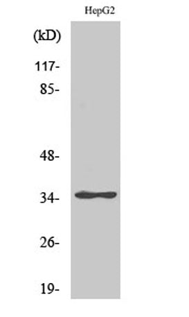 ZNF771 rabbit pAb