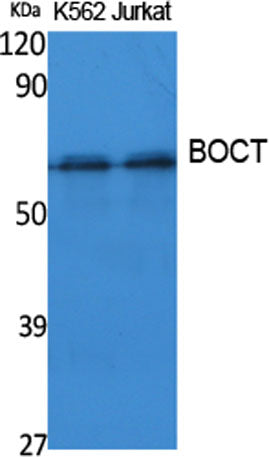 BOCT rabbit pAb