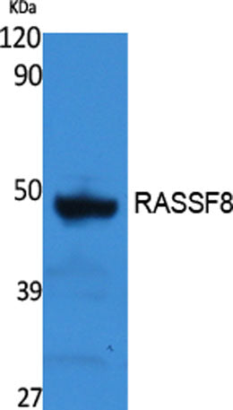 RASSF8 rabbit pAb