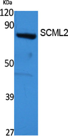 SCML2 rabbit pAb
