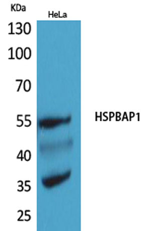 HSPBAP1 rabbit pAb