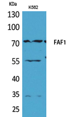 FAF1 rabbit pAb