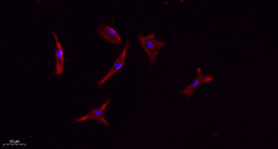 CD133 rabbit pAb