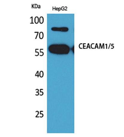 CEACAM1/5 rabbit pAb