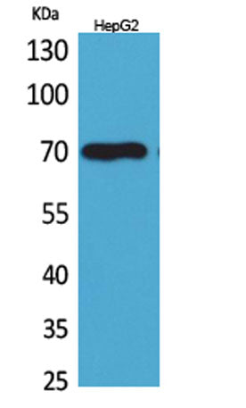 Glypican-3 rabbit pAb