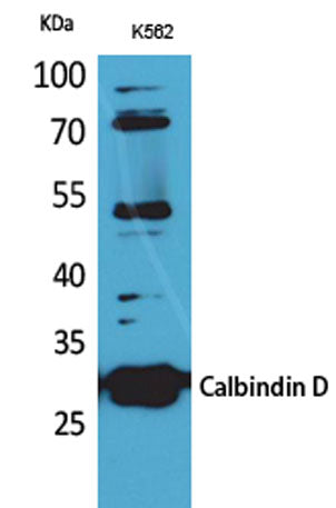 Calbindin D28K rabbit pAb