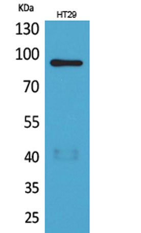 Neuregulin-2 rabbit pAb