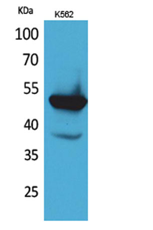 Protein C rabbit pAb
