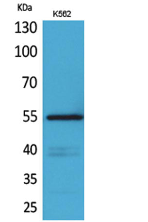 CD55 rabbit pAb