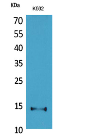 CD59 rabbit pAb