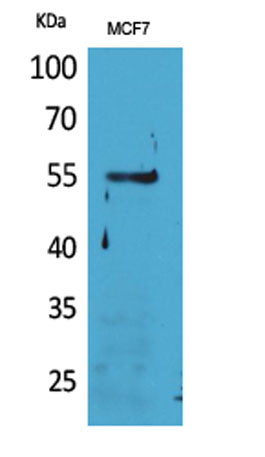 CD85g rabbit pAb