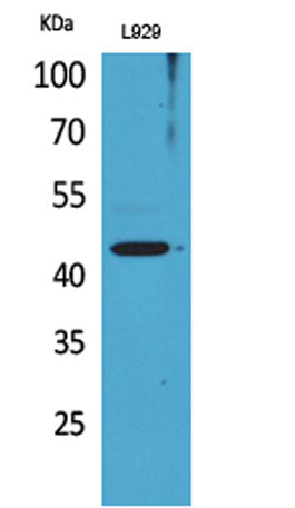 Siglec-5/14 rabbit pAb