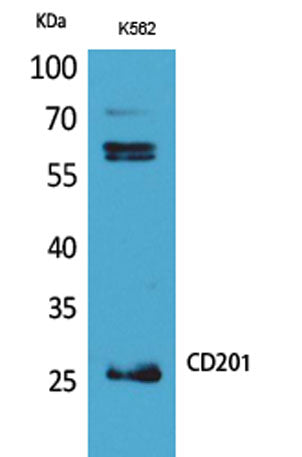 CD201 rabbit pAb