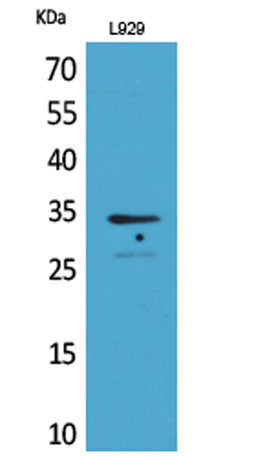 Osteoglycin rabbit pAb