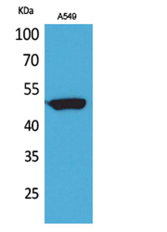 HNF-3α/β/γ rabbit pAb