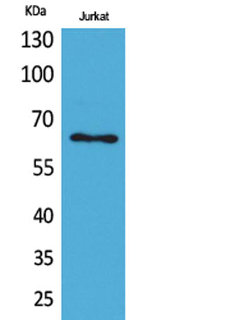 Keratin-pan rabbit pAb
