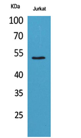 Tubulin α rabbit pAb