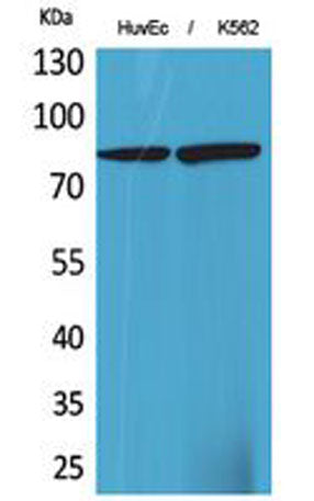 17β-HSD4 rabbit pAb