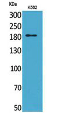 CD169 rabbit pAb