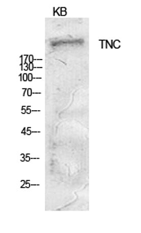 Tenascin-C rabbit pAb