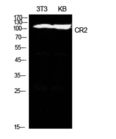 CD21 rabbit pAb