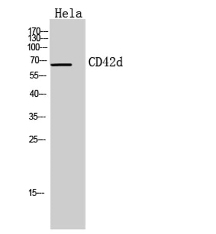 CD42d rabbit pAb