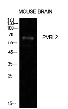 Nectin 2 rabbit pAb