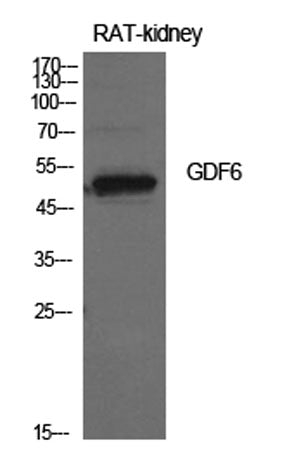 GDF-6 rabbit pAb