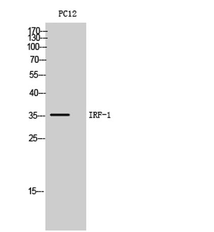 IRF-1 rabbit pAb