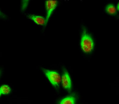 HDAC6 (phospho Ser22) rabbit pAb