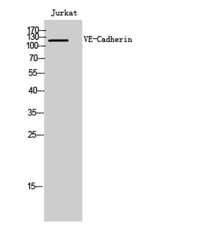 VE-Cadherin rabbit pAb