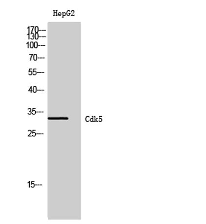 Cdk5 rabbit pAb