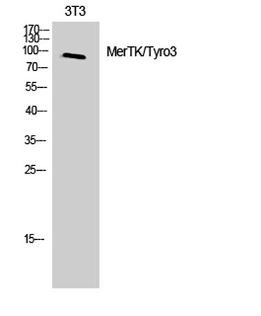 MerTK/Tyro3 rabbit pAb
